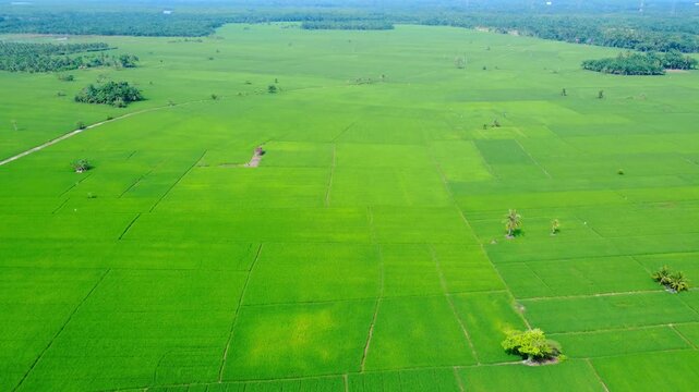 Aerial view of vast green rice paddies with scattered trees and rural pathways in Pangkalan Susu, North Sumatra, Indonesia.