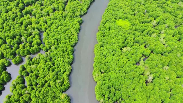 Aerial view of a lush green mangrove forest flanking a winding river in Pangkalan Susu, North Sumatra, Indonesia.
