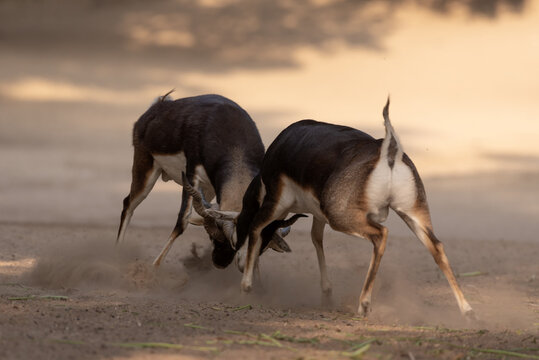 View of two black buck deer locking horns in a dusty field in the Cholistan desert in Rohi, Punjab, Pakistan.