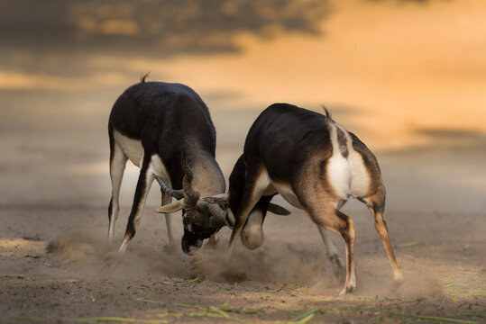 View of two blackbuck deer sparring in the dusty landscape of Cholistan during the golden hour in Rohi, Punjab, Pakistan.