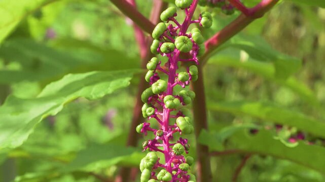 panoramic shot of phytolacca americana american pokeweed plant in garden