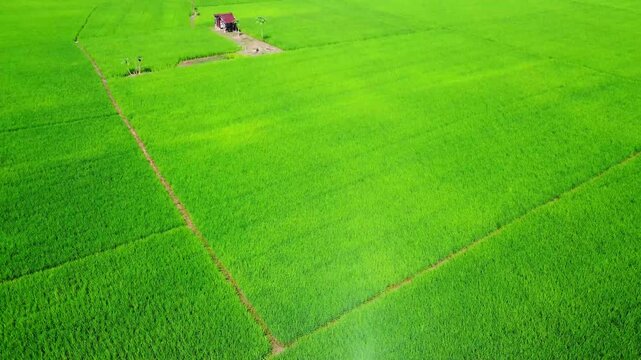 Aerial view of vibrant green rice fields with irrigation channels and a small hut in Pangkalan Susu, North Sumatra, Indonesia.