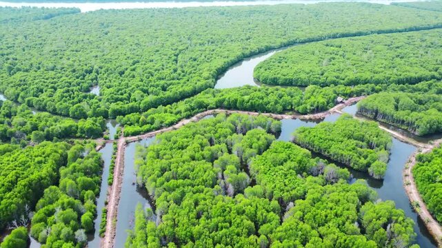 Aerial view of lush green mangrove forest with winding waterways and small dirt paths in Pangkalan Susu, North Sumatra, Indonesia.