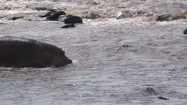 Wild hippo helping zebras avoid a crocodile in the river.