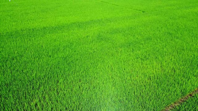 Aerial view of a vibrant green rice field with lush stalks and a narrow irrigation path in Pangkalan Susu, North Sumatra, Indonesia.
