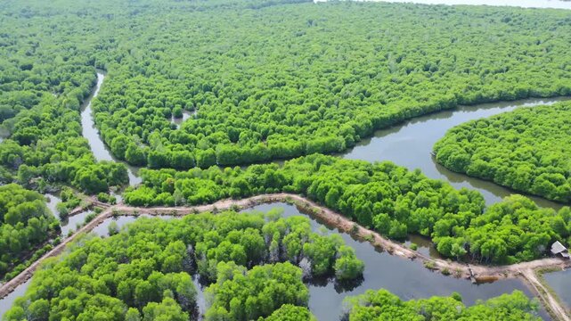 Aerial view of lush green mangrove forest with winding waterways and small coastal paths in Pangkalan Susu, North Sumatra, Indonesia.