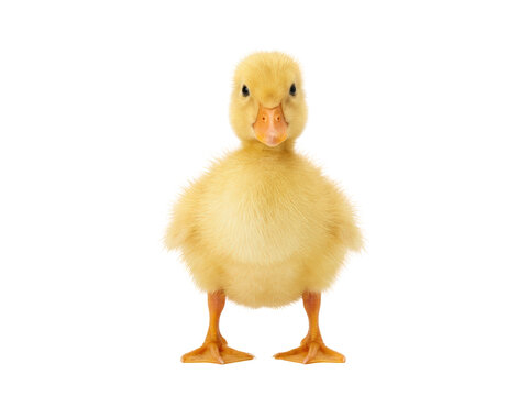 Adorable fluffy yellow duckling standing on white background.