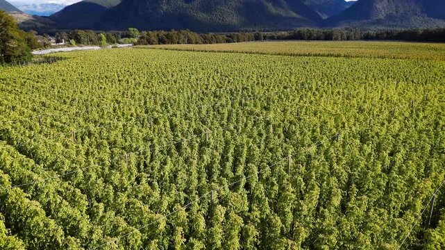 Aerial view of lush green hop farm rows with trellis structures in Murchison, Tasman Region, New Zealand.
