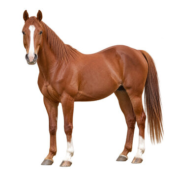 Chestnut horse