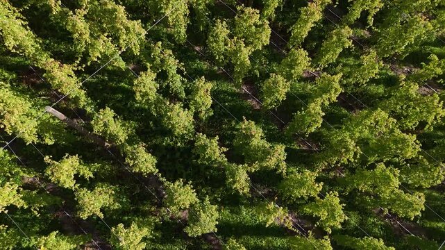Aerial view of a lush green hop farm with rows of climbing plants supported by trellis wires in Murchison, Tasman Region, New Zealand.