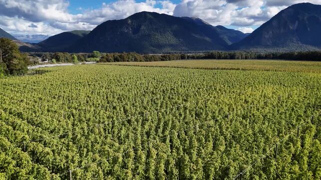 Aerial view of lush green hop farm rows stretching towards distant mountains under a cloudy sky in Murchison, Tasman Region, New Zealand.