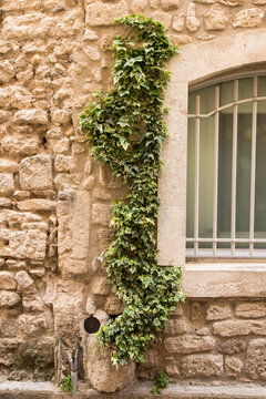 Efeu Kletterpflanze w&auml;chst auf der Fassade eines mediterranen Haus aus Natursteinen