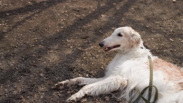 White dog with light brown patches lies relaxed on dirt ground wearing green leash. scene features natural outdoor lighting and earthy textures from soil and scattered leaves