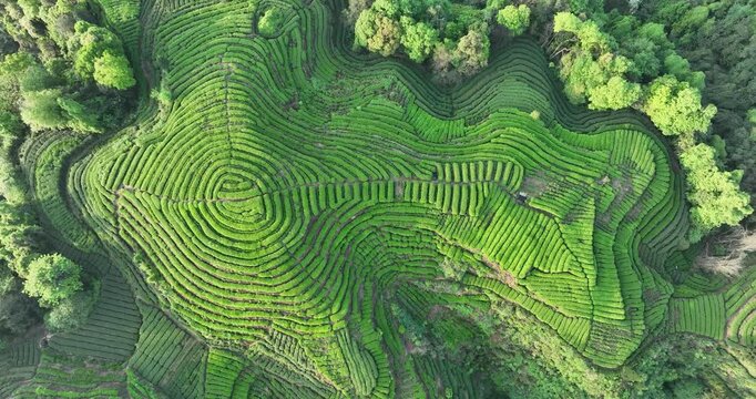 Aerial footage of tea farm landscape in China
