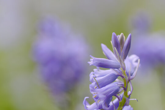 blue-violet petals, soft green and purple background, hyacinths, purple bellflowers, Hyacinthoides