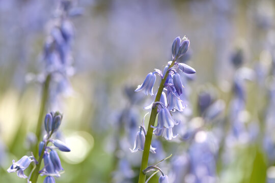 a few long stalks with blue-violet petals, soft green and purple background, hyacinths, purple bellflowers, Hyacinthoides