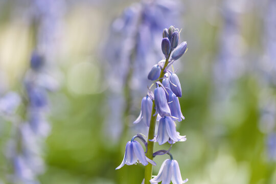 long stalk with blue-violet petals, soft green and purple background, hyacinths, purple bellflowers, Hyacinthoides