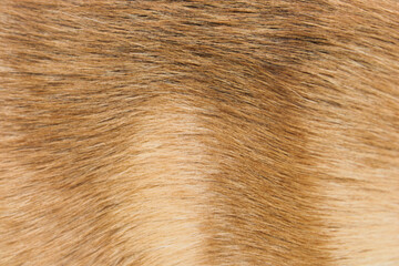 Golden brown dog fur pelt texture close up macro background © eliyashevskiy