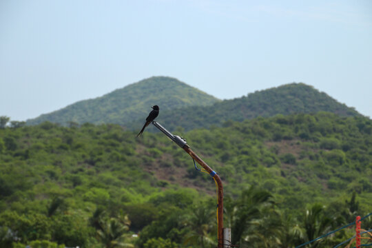A black drongo bird perched on a weathered utility pole against lush green hills and a pale blue sky, creating a tranquil countryside landscape scene photograph.