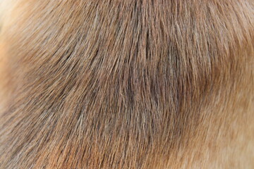 Golden brown dog fur pelt texture close up macro background © eliyashevskiy