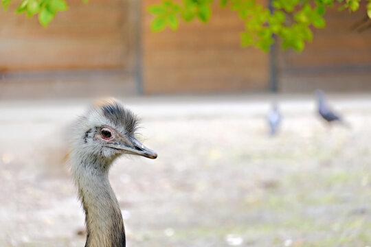 Close up portrait of rhea bird with fluffy head feathers and long neck. Large flightless bird in zoo enclosure with blurred wooden fence background. Wildlife and exotic animals concept.