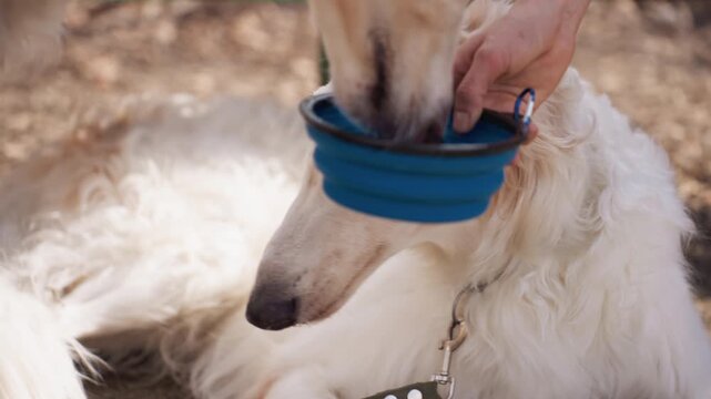 White dog lies on ground as hand offers it water from blue collapsible bowl. scene is set outdoors with natural light featuring earthy tones and soft focus background elements like dirt