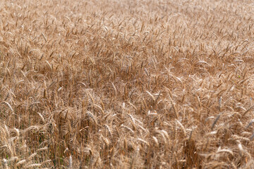 Obraz premium Crop field. Seed ripe nature background. Golden crop and ear of wheat. Farmland with field of rye in summer. Agriculture wheat field. Field on an agriculture farm. Farming