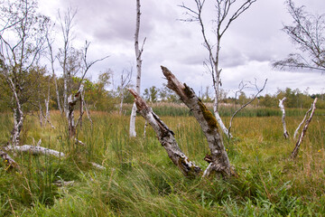 Weiße, abgestorbene oder gebrochene Birkenstämme stehen in einer offenen Moorwiese mit hohem Gras und Schilf unter einem bewölkten Himmel. © Jane Be. The Picture