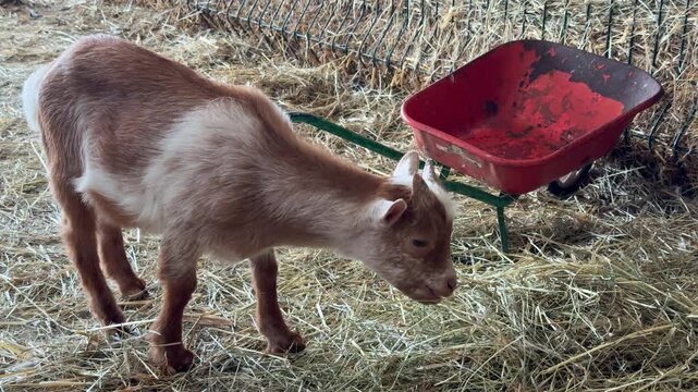 A Cute Baby Goat Kid Chews on Hay Inside a Rustic Barn at a Farm in France