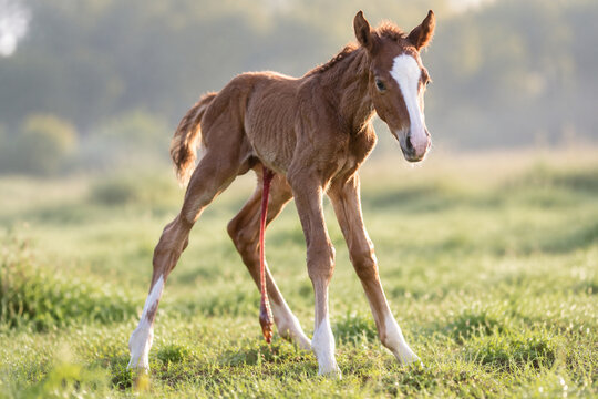 Newborn foal standing shakily on long legs with umbilical cord in grassy field.
