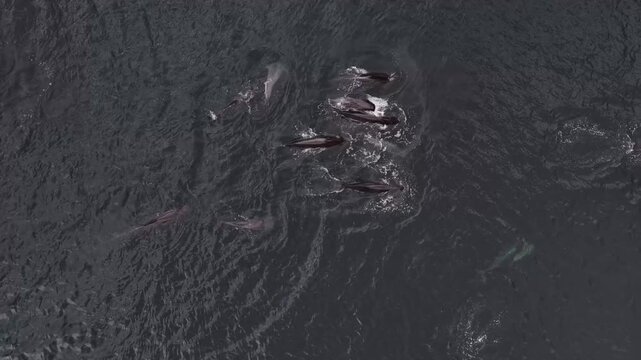 Aerial view of pilot whales swimming in the dark waters of the fjord in Valldal, More og Romsdal, Norway.
