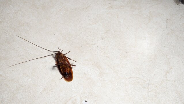 Dead cockroach after insecticide treatment, illustrating pest control, household sanitation, insect infestation, and extermination.
