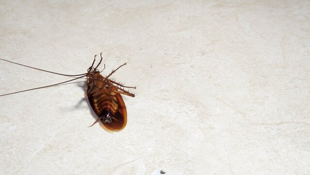 Dead cockroach after insecticide treatment, illustrating pest control, household sanitation, insect infestation, and extermination.