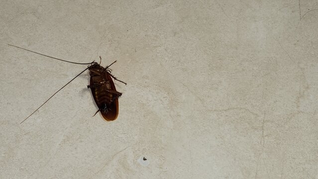Dead cockroach killed by insecticide spray on a household floor, representing pest control, cockroach infestation, insect extermination, pesticide treatment, home sanitation, hygiene, and pest managem