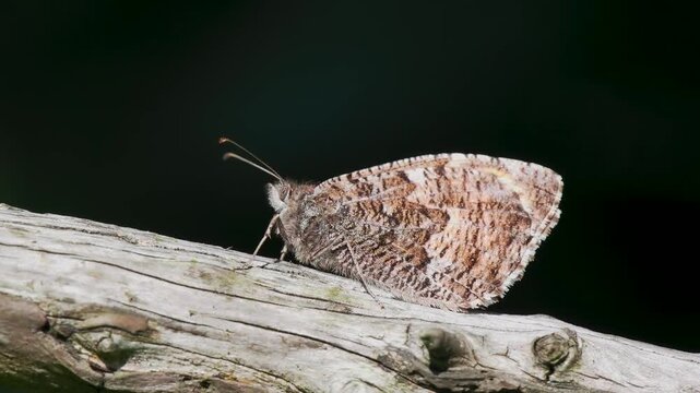 A Grayling Butterfly Resting on a Branch