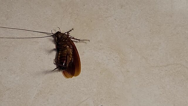 Dead cockroach killed by insecticide spray on a household floor, representing pest control, cockroach infestation, insect extermination, pesticide treatment, home sanitation, hygiene, and pest managem