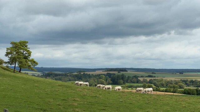 Extreme long shot of Cows grazing on a lush green pasture in France. An idyllic rural scene with a big cloudy sky over peaceful countryside.