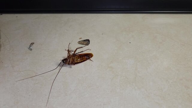 Dead cockroach killed by insecticide spray on a household floor, representing pest control, cockroach infestation, insect extermination, pesticide treatment, home sanitation, hygiene, and pest managem