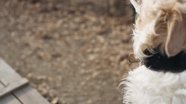 White dog with light brown patches follows person holding its leash eagerly reaching for food. scene takes place outdoors on wood chips and near wooden steps capturing interaction