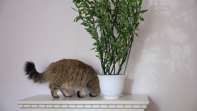 Playful cat and Lush Pedilanthus tithymaloides &lsquo;Variegatus&rsquo; makes a striking decorative accent for home interiors. The plant&rsquo;s dense, full growth habit adds texture and tropical flair to any space