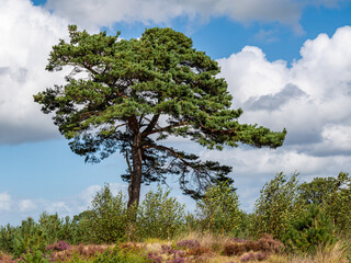 Nature reserve Aekingerzand, Nationaal Park Drents-Friese Wold, Friesland province, The Netherlands © HollandPhotostock.nl