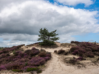 Nature reserve Aekingerzand, Nationaal Park Drents-Friese Wold, Friesland province, The Netherlands © HollandPhotostock.nl