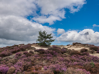 Nature reserve Aekingerzand, Nationaal Park Drents-Friese Wold, Friesland province, The Netherlands © HollandPhotostock.nl