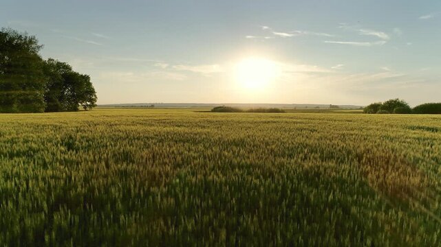 Aerial view of a vast golden wheat field at sunset with trees on the horizon in Russia.