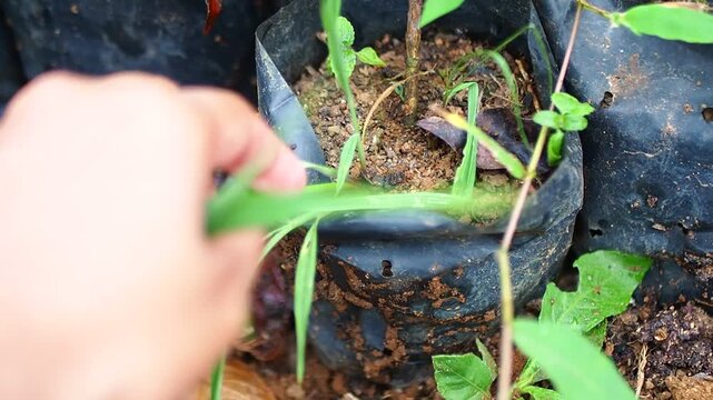 Close-up of a hand pulling weeds from small green plants in black plastic polybags, illustrating garden maintenance and plant care.