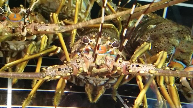 Close-up of the giant lobster