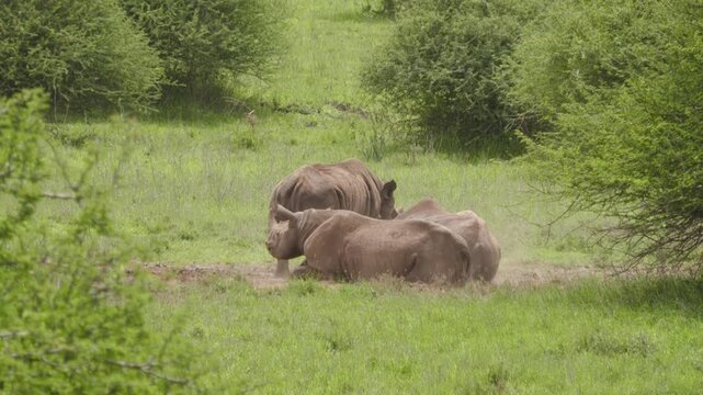Wild black rhino wallowing and rolling in dust and dirt in the African Savannah.