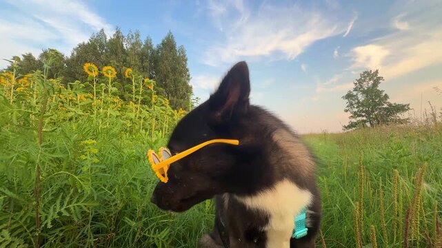 A funny dog with its pink tongue sticking out and wearing yellow glasses is sitting in the grass outdoors; it&rsquo;s a concept of relaxation.