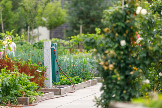 A vibrant home garden featuring a water tap, hose, raised beds, and various green plants.