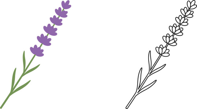 Minimalist lavender sprig vector illustration showcasing both a colored version with purple flowers and a clean outline ideal for natural beauty branding aromatherapy and herbal product design